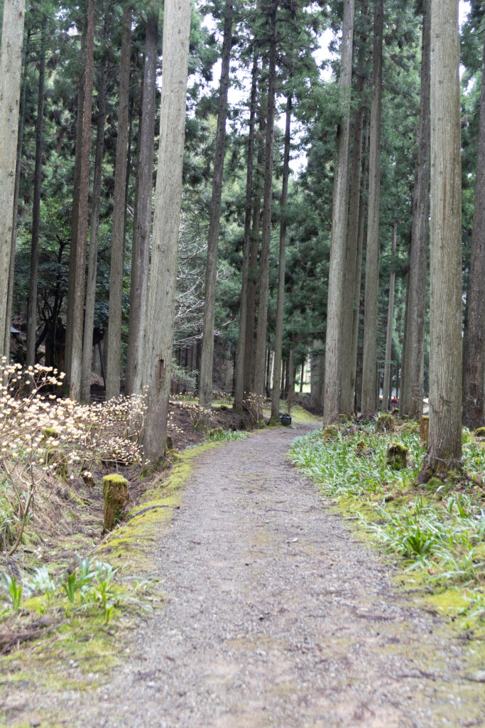 綾部ミツマタの群生地