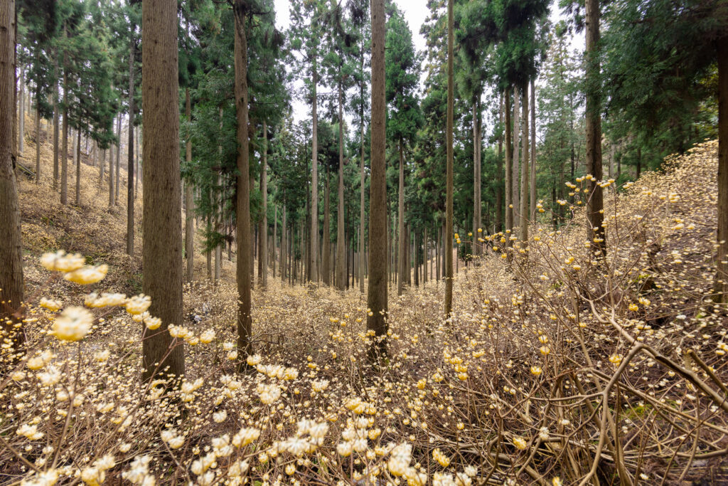 京都府綾部市にあるミツマタの群生地の景色。