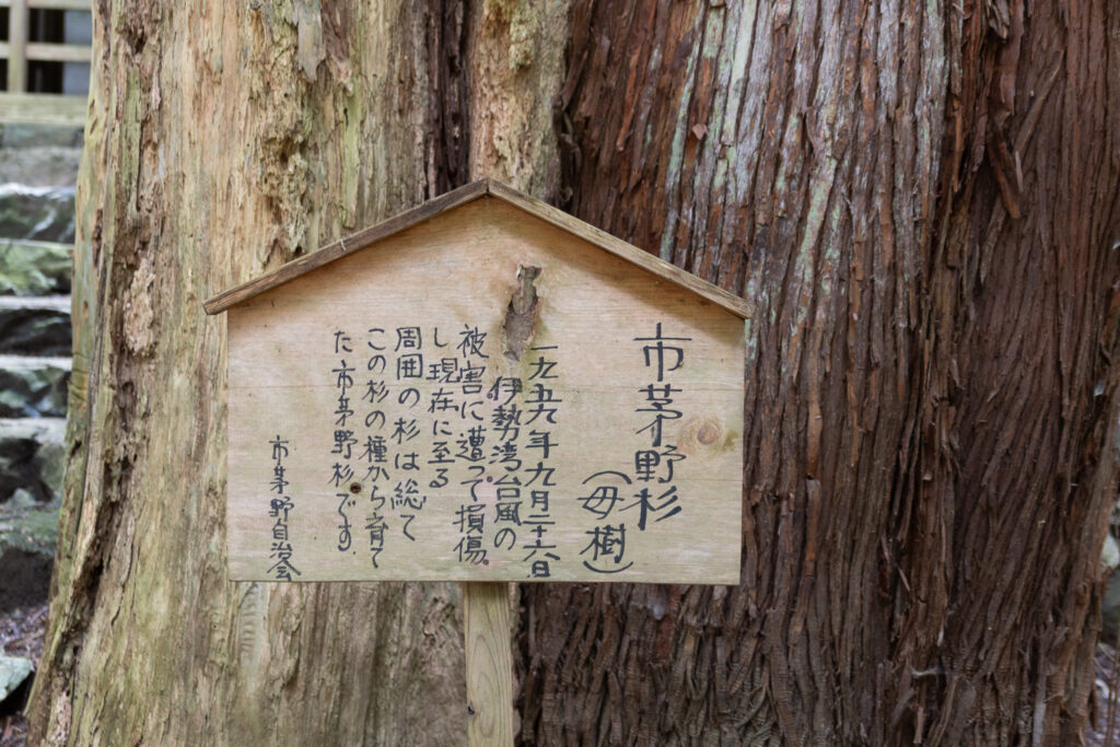 綾部ミツマタの群生地にある杉の母樹の説明。