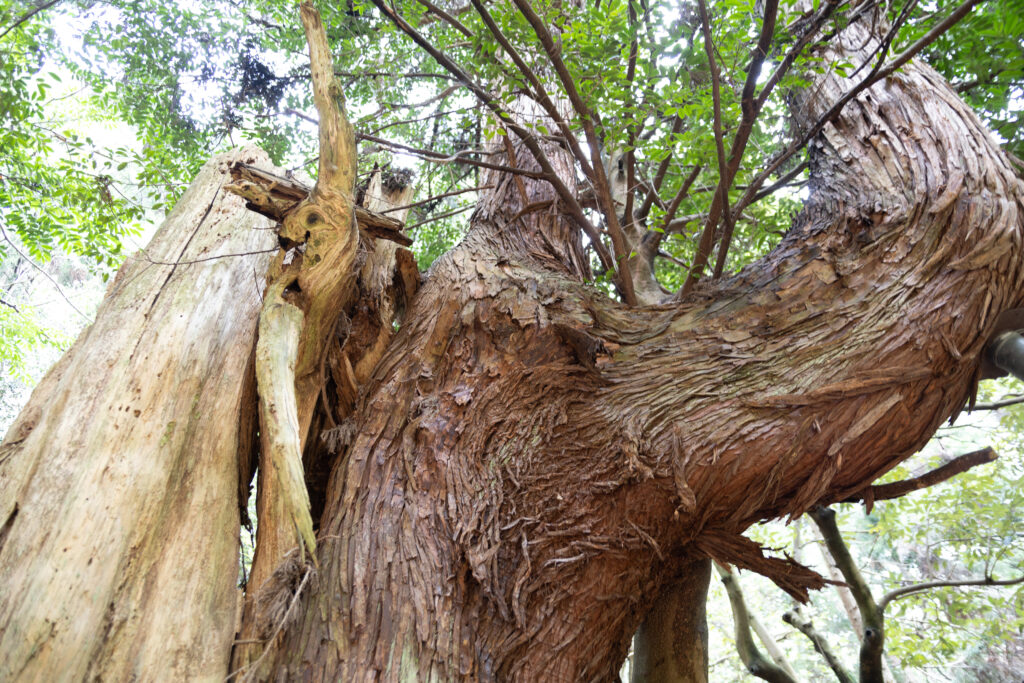 綾部ミツマタの群生地にある杉の母樹。伊勢湾台風で損傷。